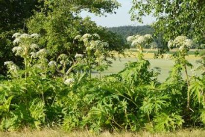 Allerta – Ustioni causate dalla pianta Heracleum mantegazzianum