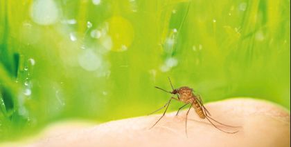Prevenzione dell'infezione da West Nile Virus (Virus del Nilo Occidentale)