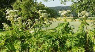 Heracleum mantegazzianum